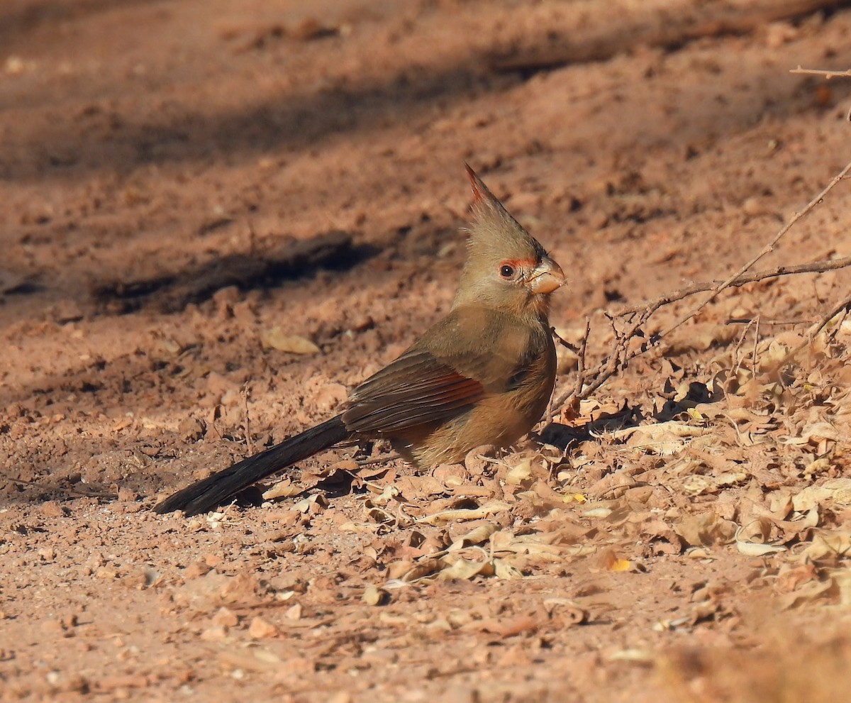 Pyrrhuloxia - ML646996477