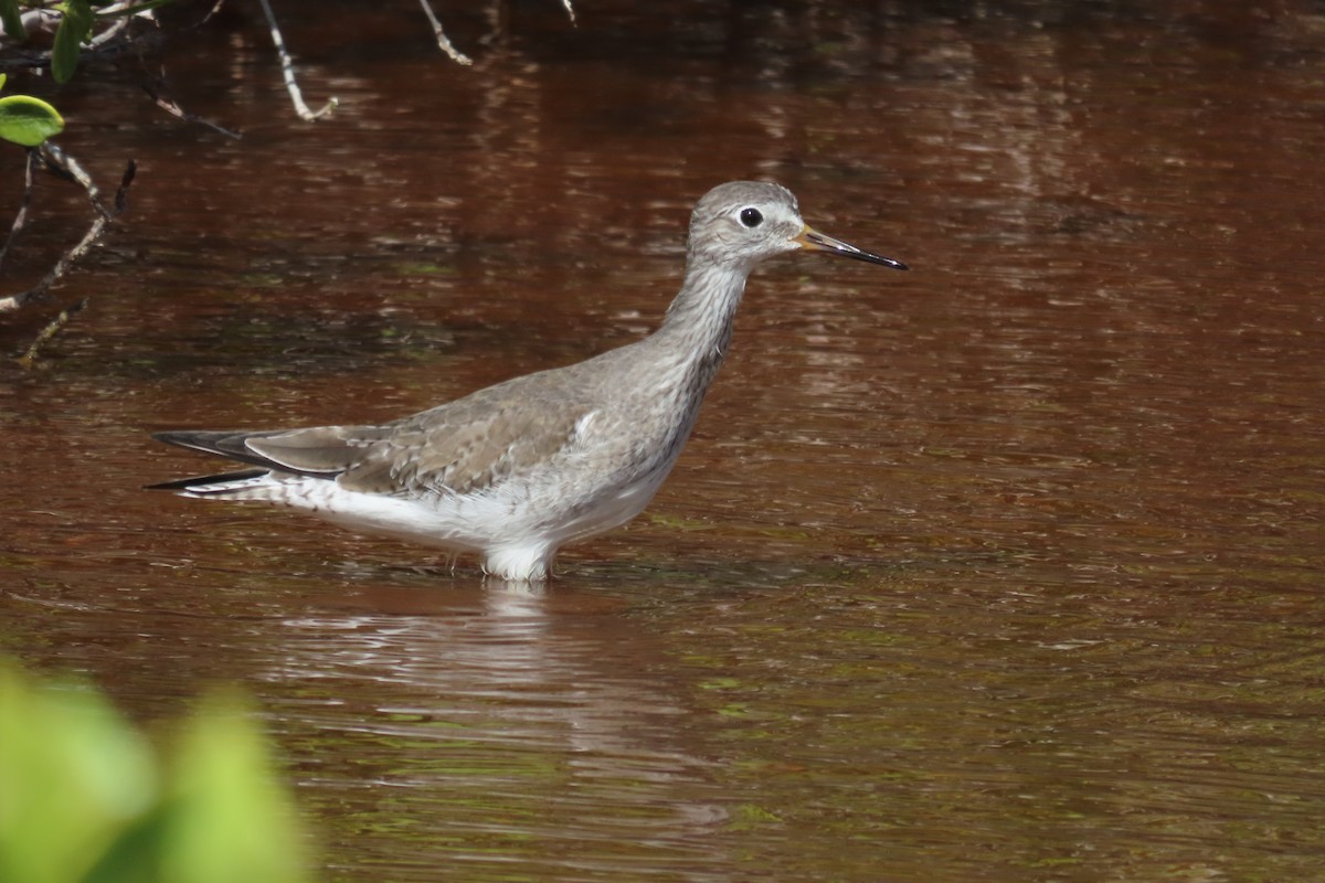 Archibebe Patigualdo Chico - ML646996478