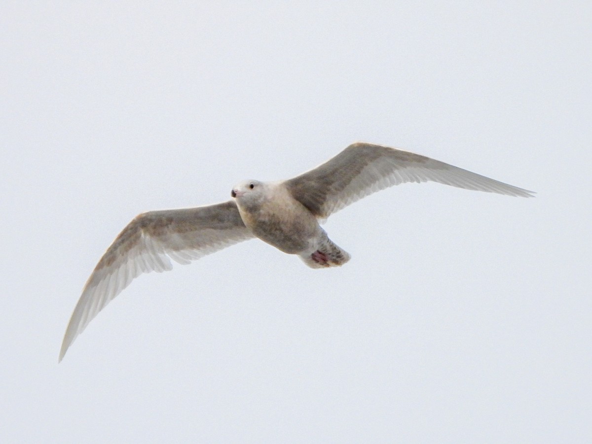 Glaucous Gull - ML646996483