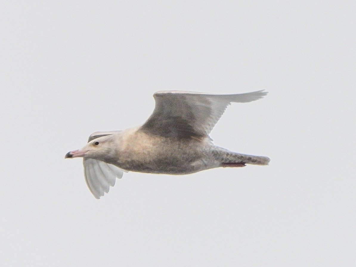 Glaucous Gull - ML646996484