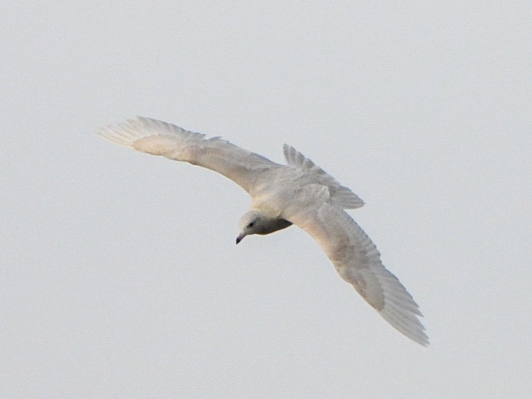 Glaucous Gull - ML646996485