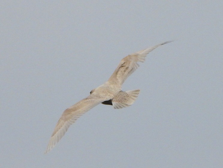 Glaucous Gull - ML646996486