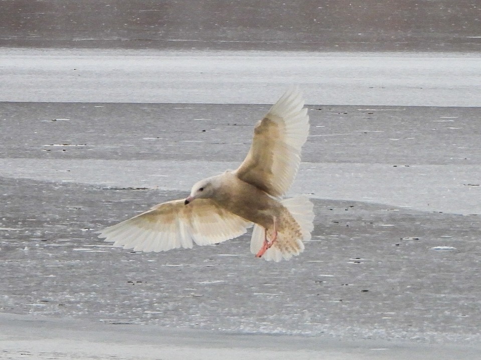 Glaucous Gull - ML646996487