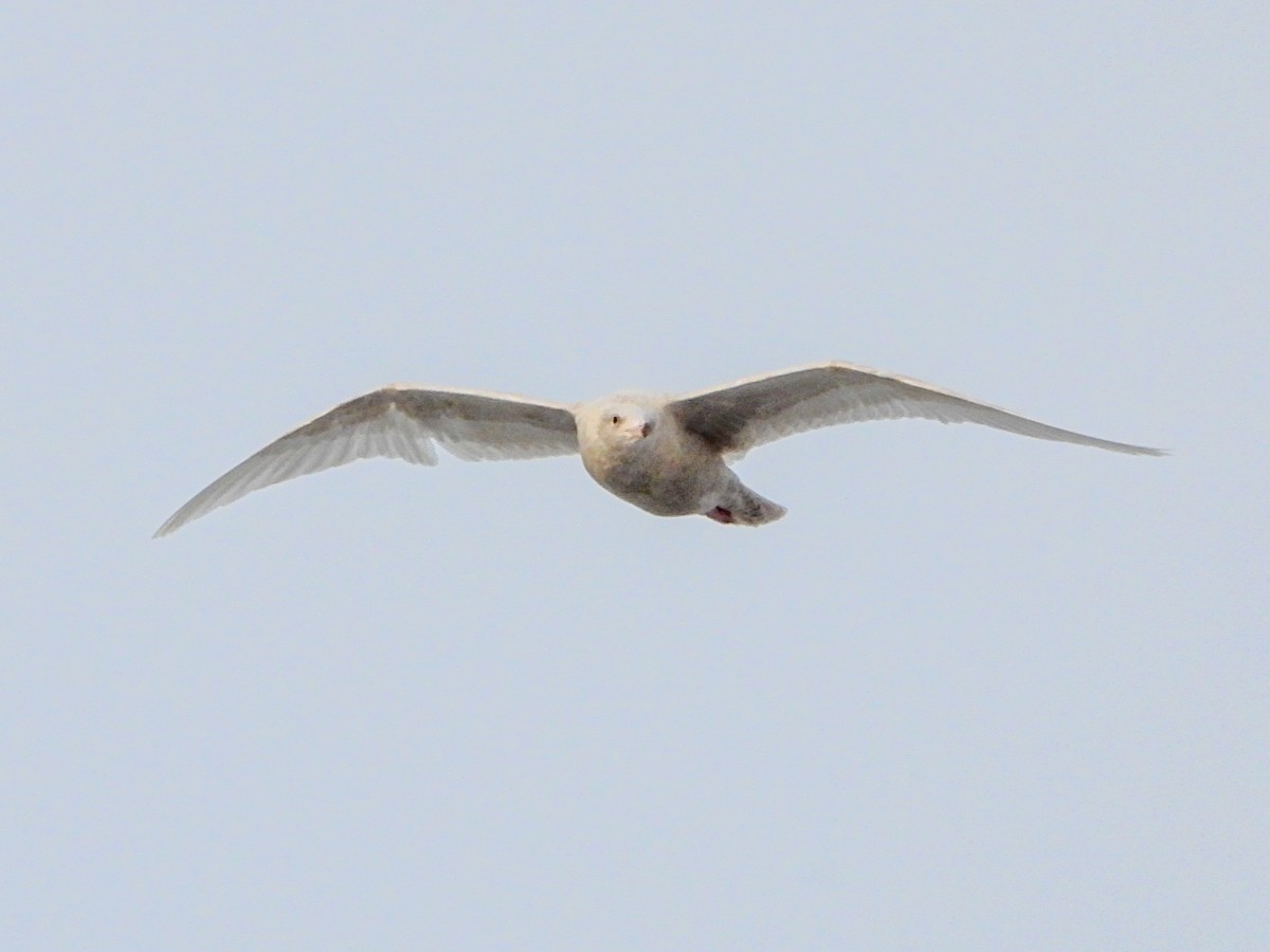 Glaucous Gull - ML646996488