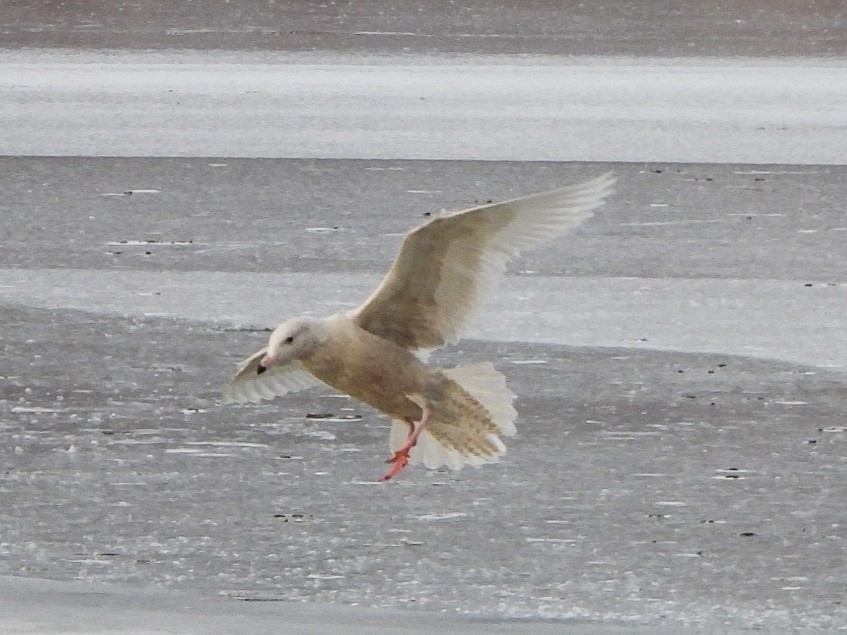 Glaucous Gull - ML646996489
