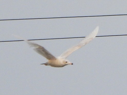 Glaucous Gull - ML646996490