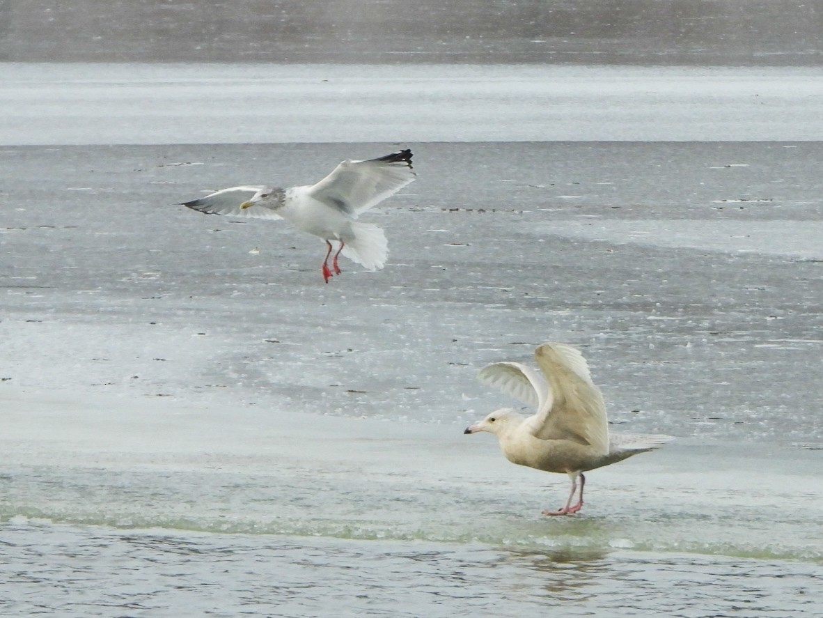 Glaucous Gull - ML646996491