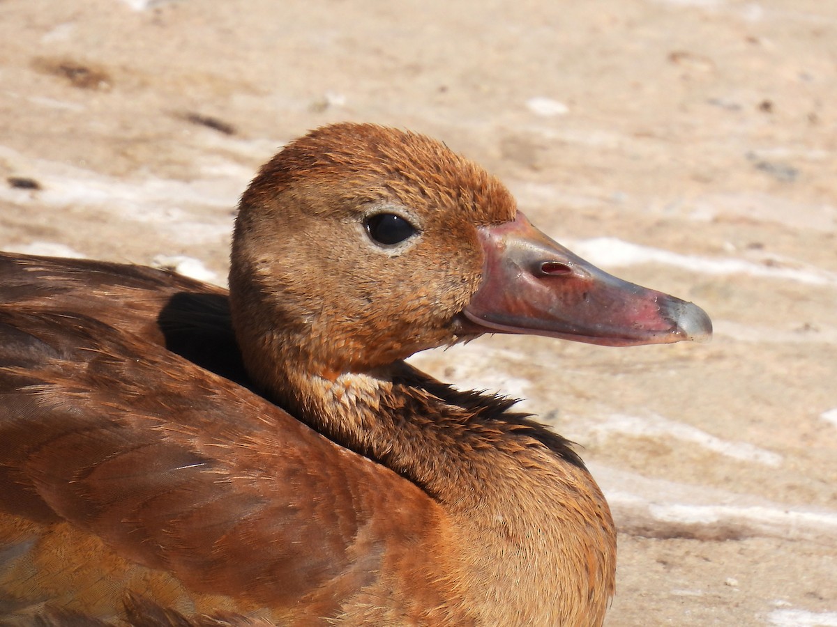 Kara Karınlı Islıkçı Ördek - ML646996494