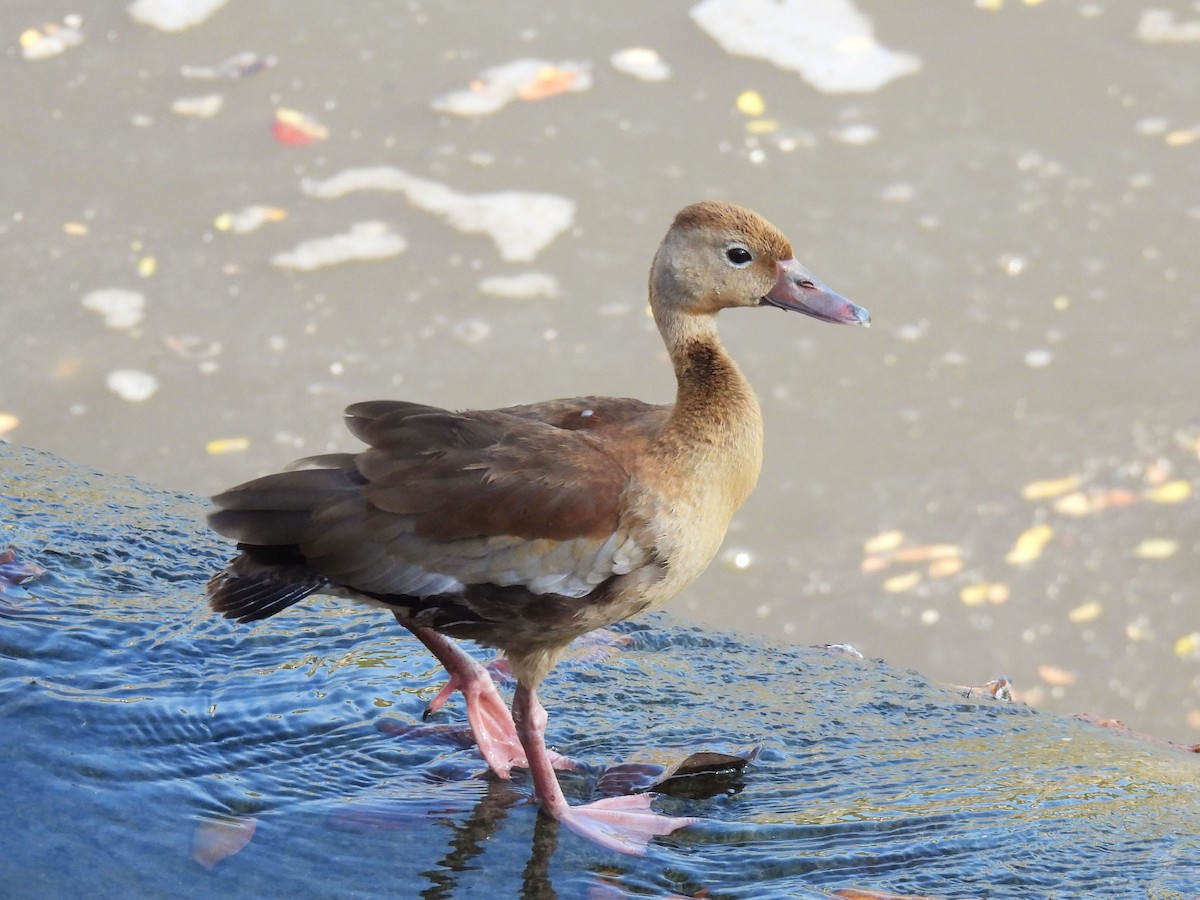 Kara Karınlı Islıkçı Ördek - ML646996495