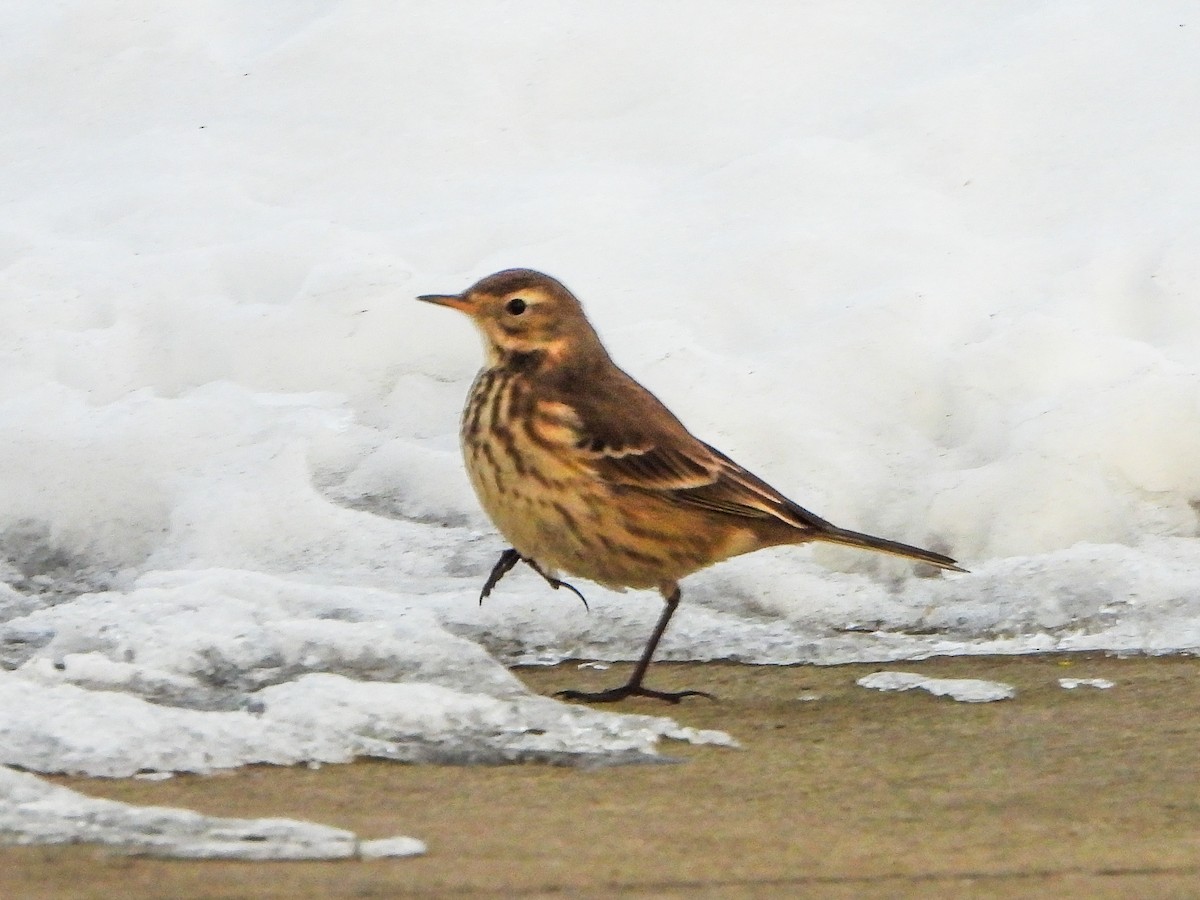 American Pipit - ML646996502