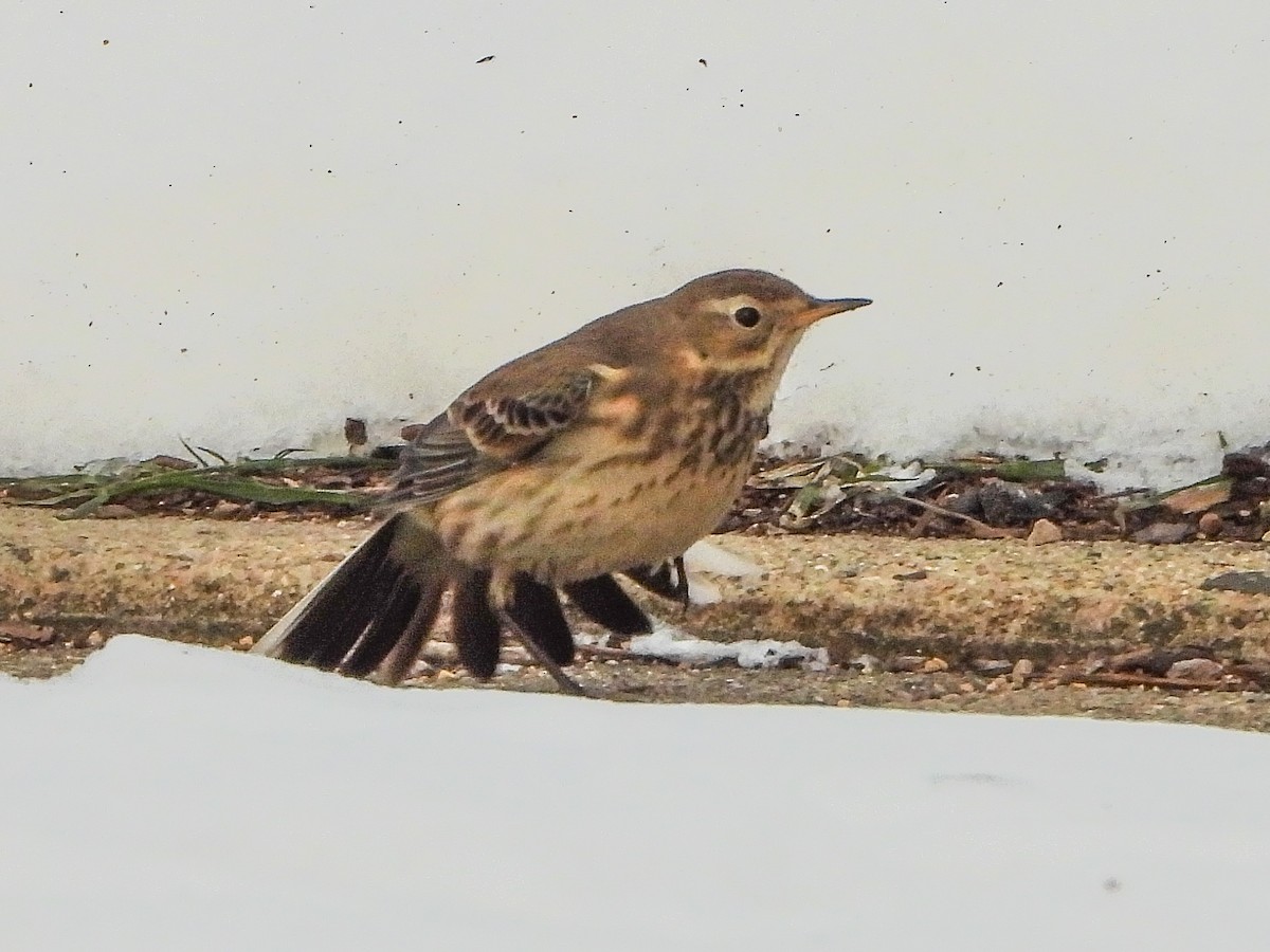 American Pipit - ML646996503