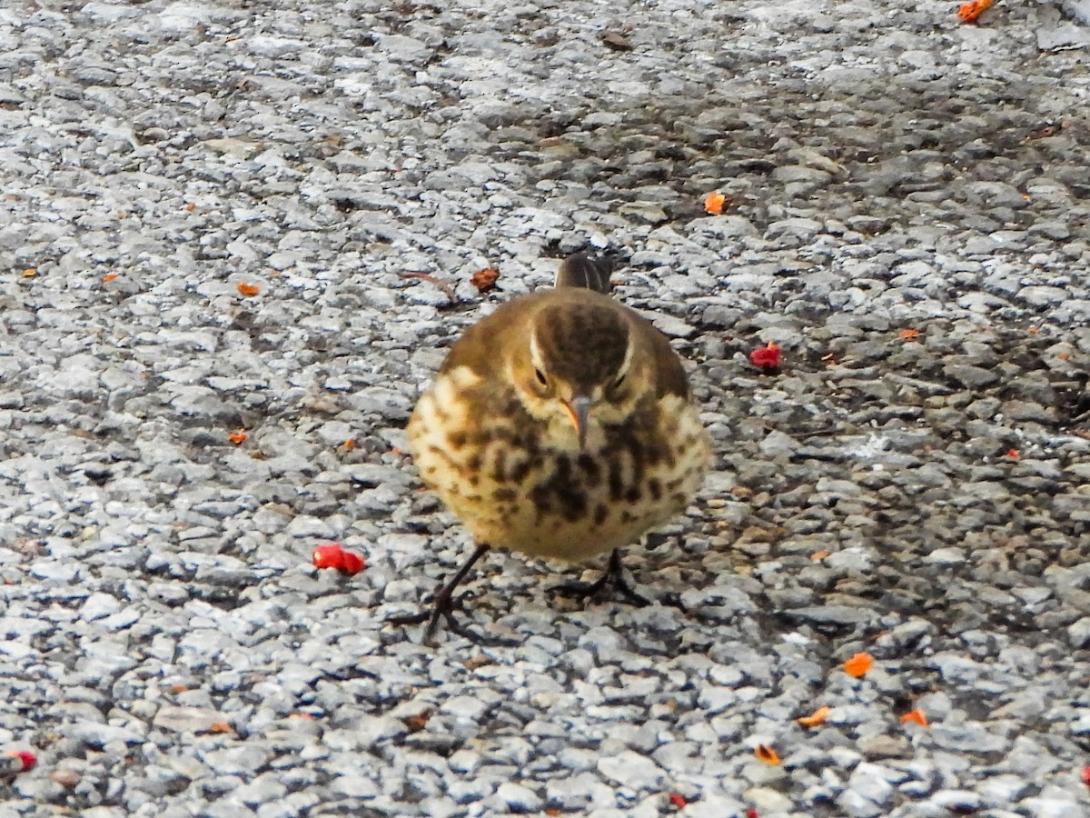 American Pipit - ML646996504