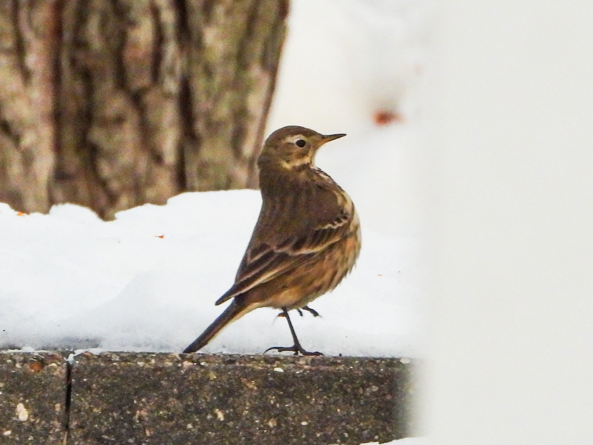 American Pipit - ML646996505