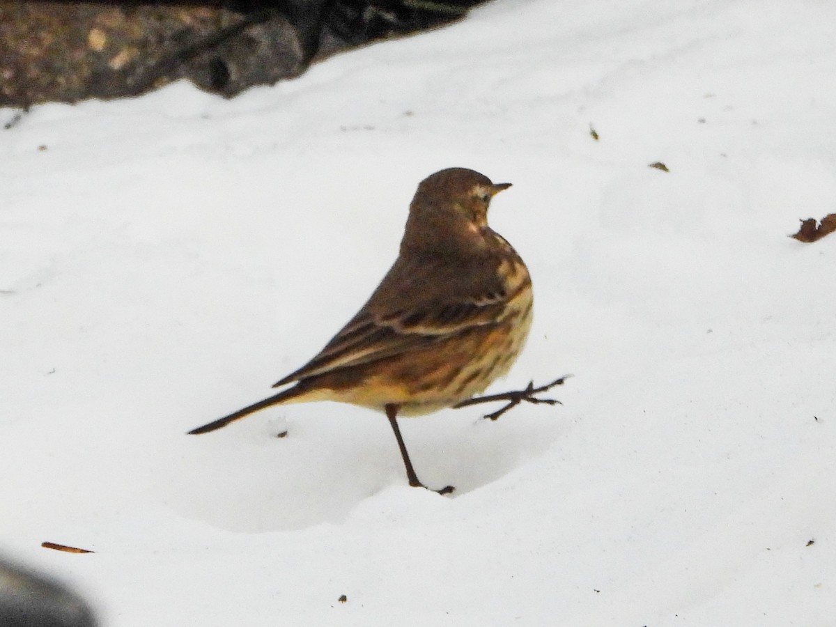 American Pipit - ML646996506