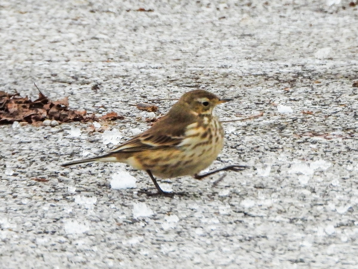 American Pipit - ML646996507