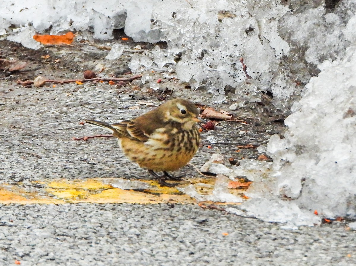 American Pipit - ML646996508