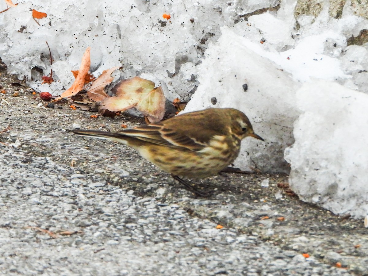 American Pipit - ML646996509