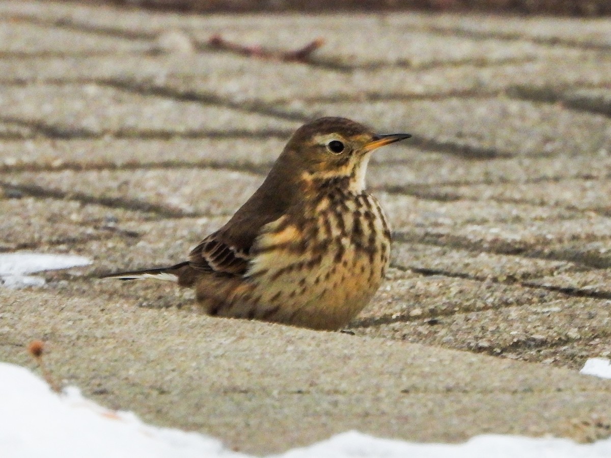 American Pipit - ML646996510
