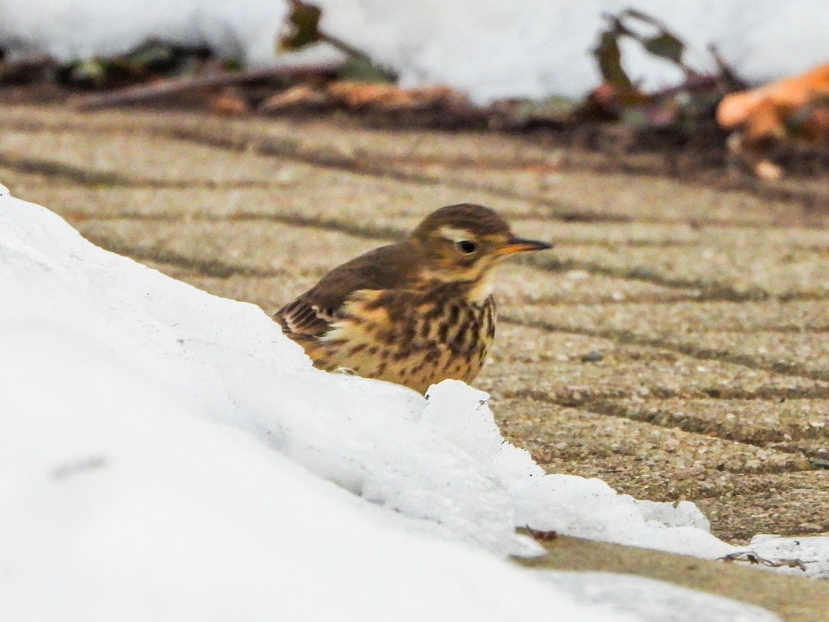 American Pipit - ML646996511