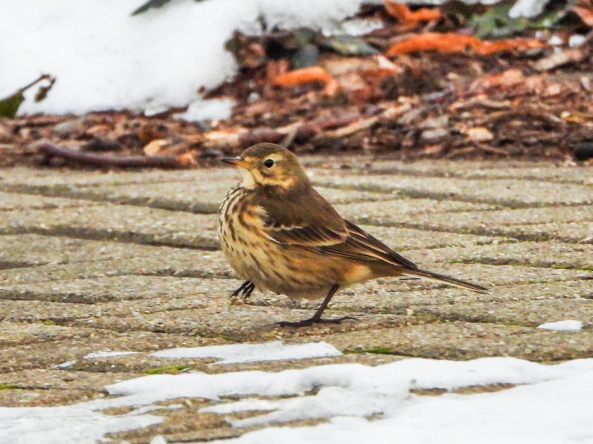American Pipit - ML646996512