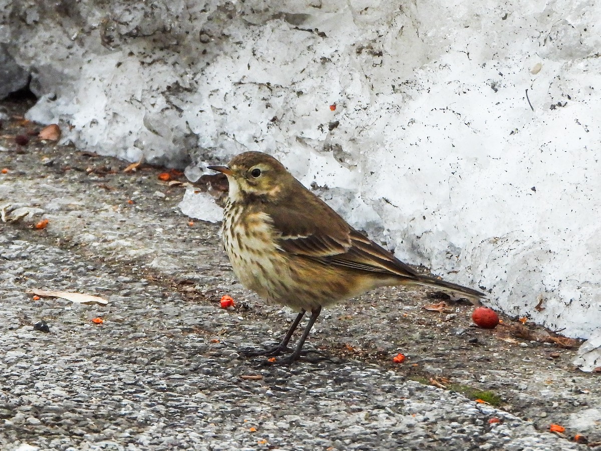 American Pipit - ML646996513