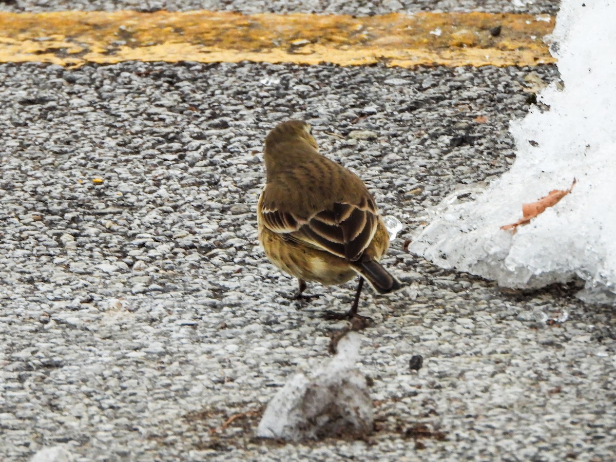 American Pipit - ML646996514
