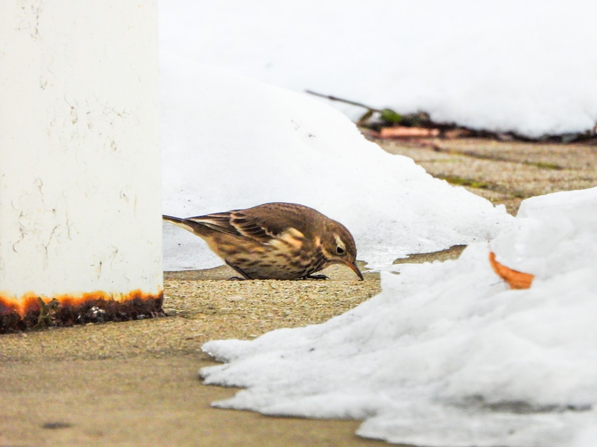 American Pipit - ML646996515