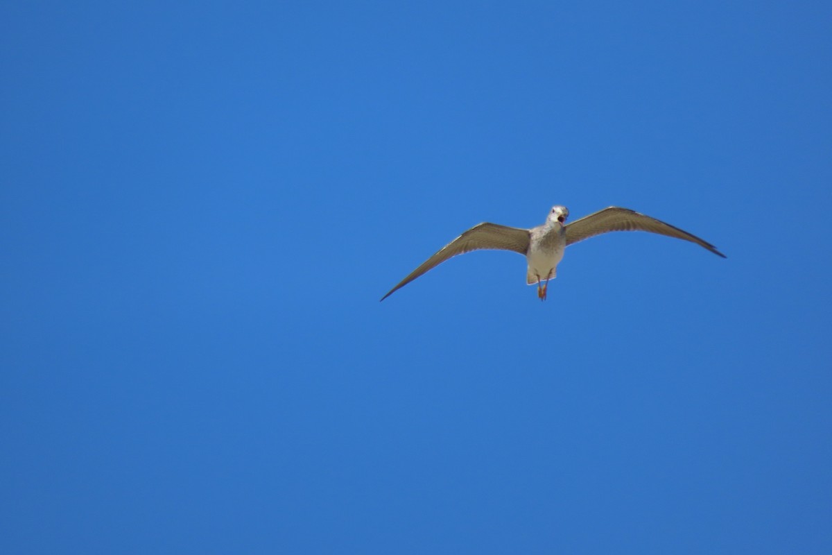 Archibebe Patigualdo Chico - ML646996518