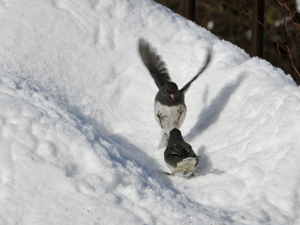 Dark-eyed Junco - ML646996519