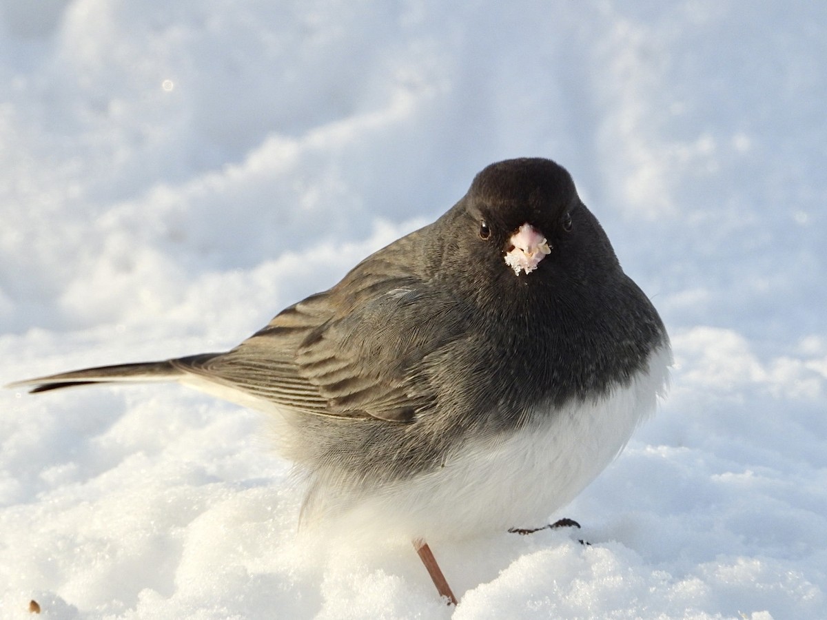 Dark-eyed Junco - ML646996520