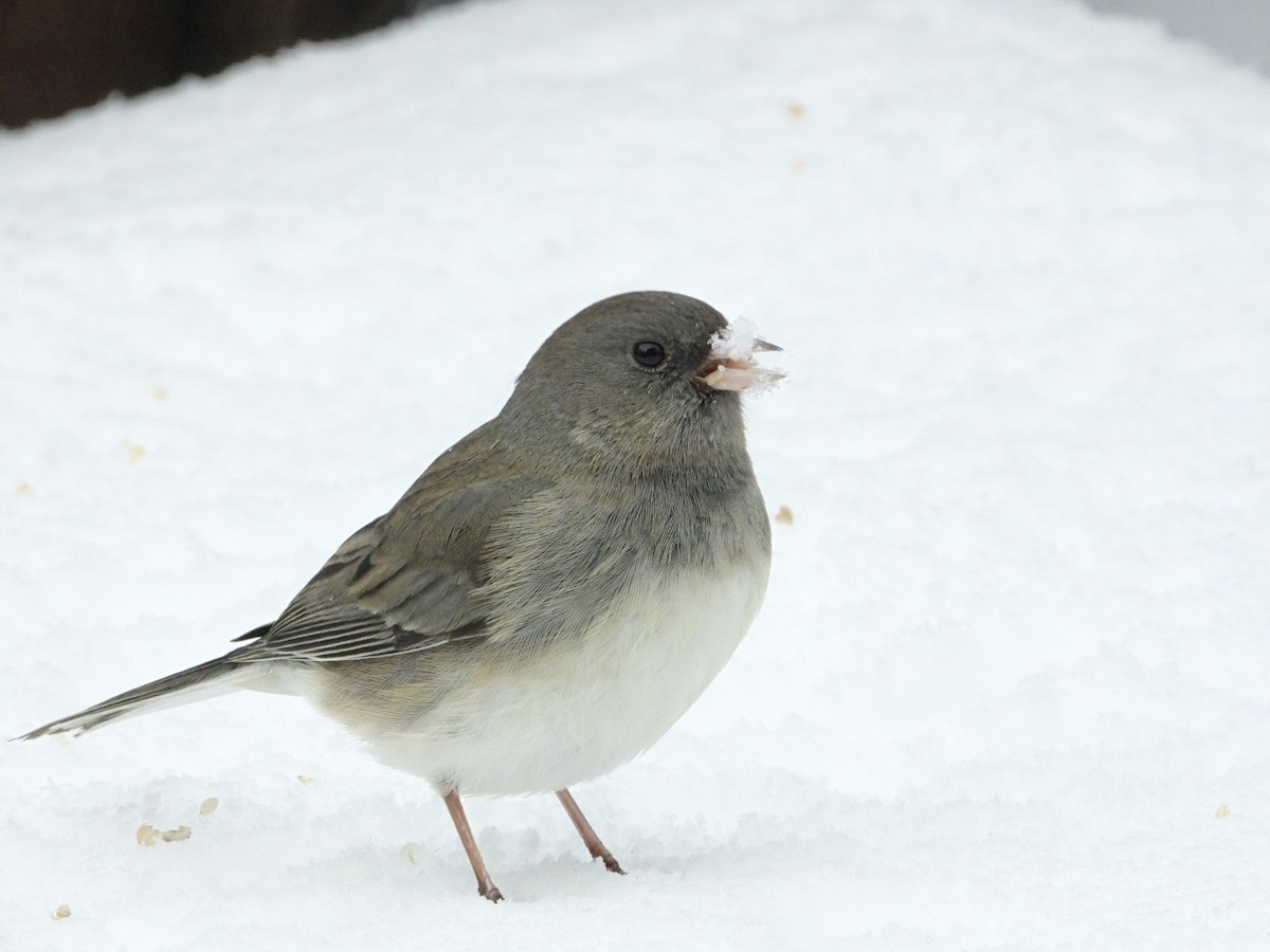 Dark-eyed Junco - ML646996521
