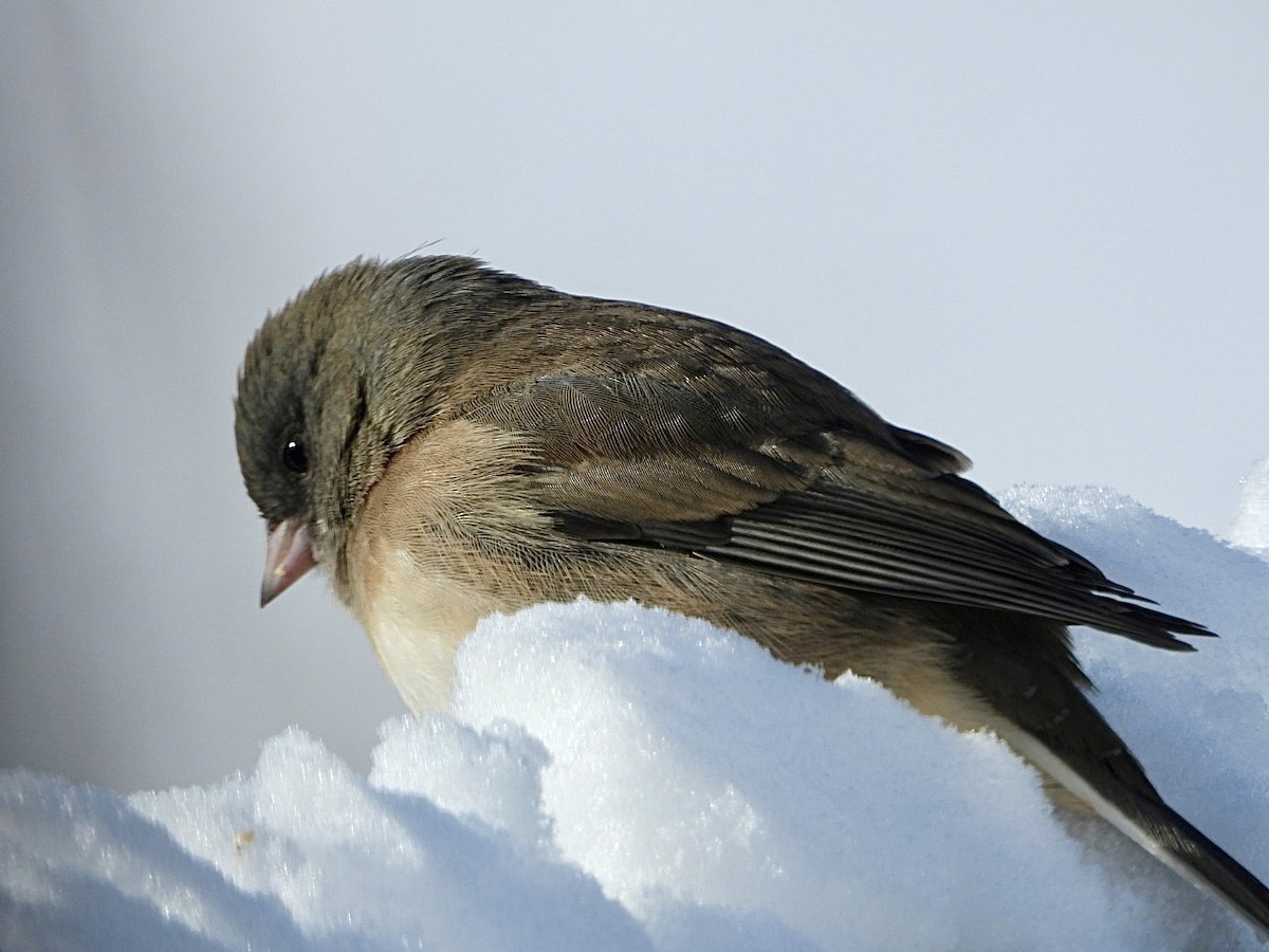 Dark-eyed Junco - ML646996522
