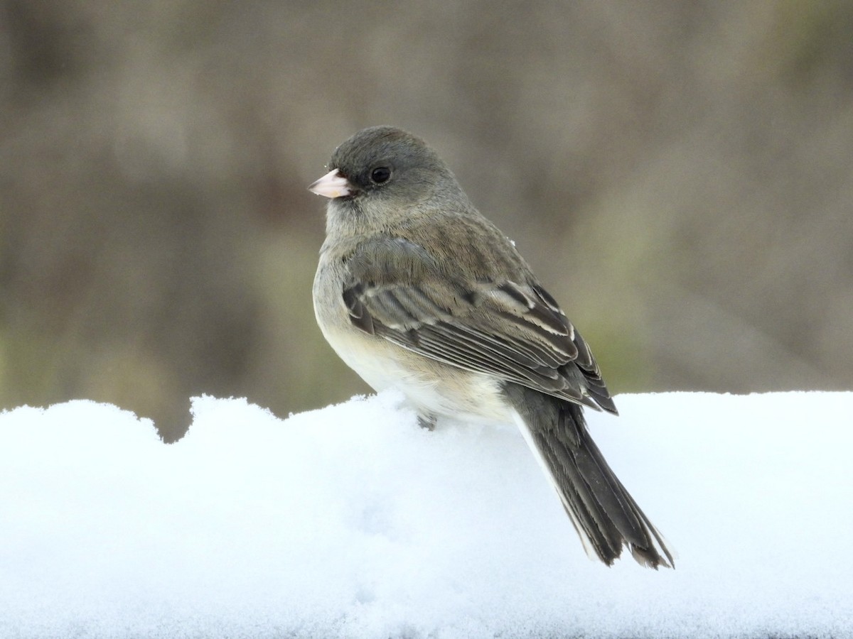 Dark-eyed Junco - ML646996523