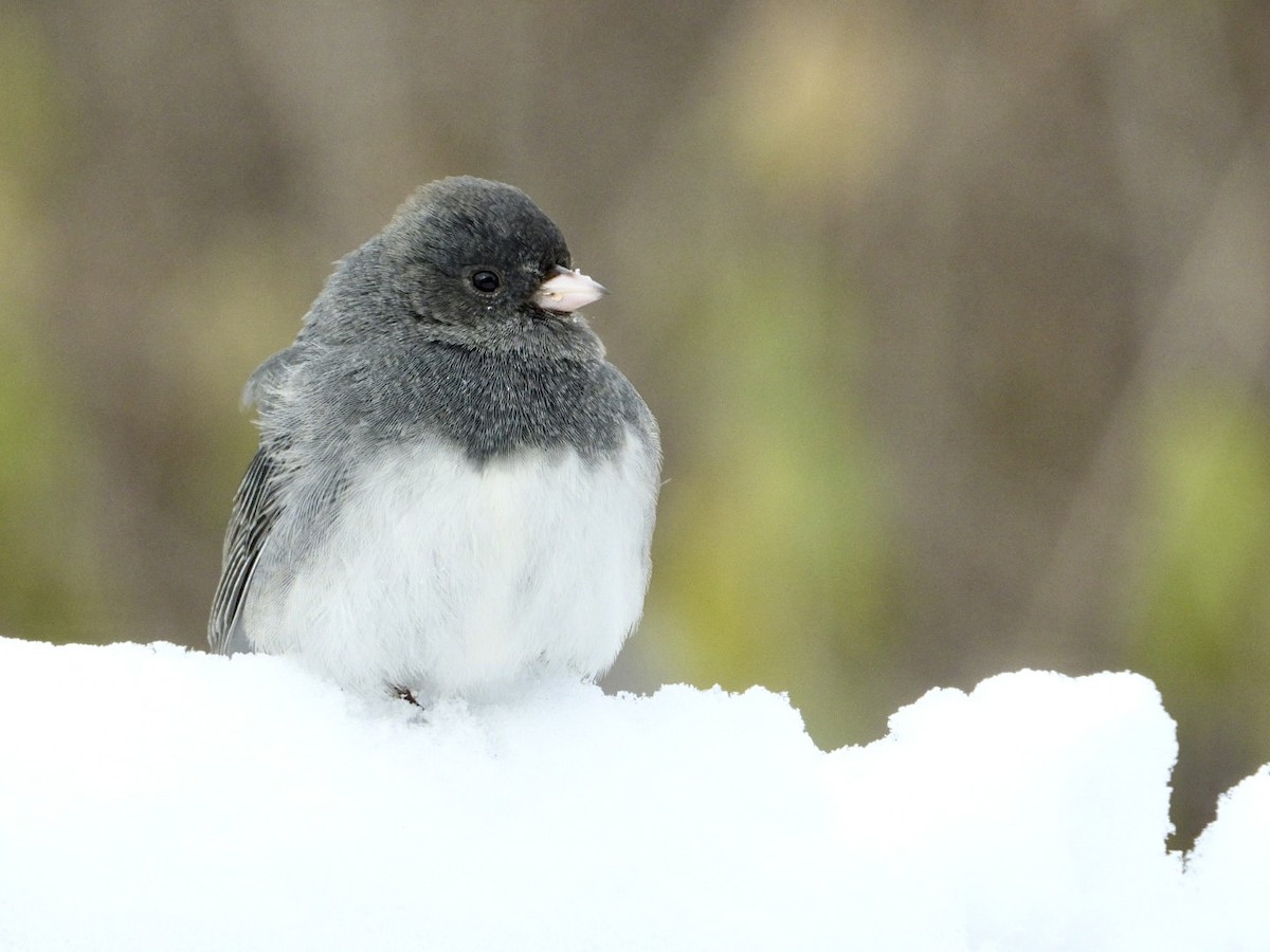 Dark-eyed Junco - ML646996524