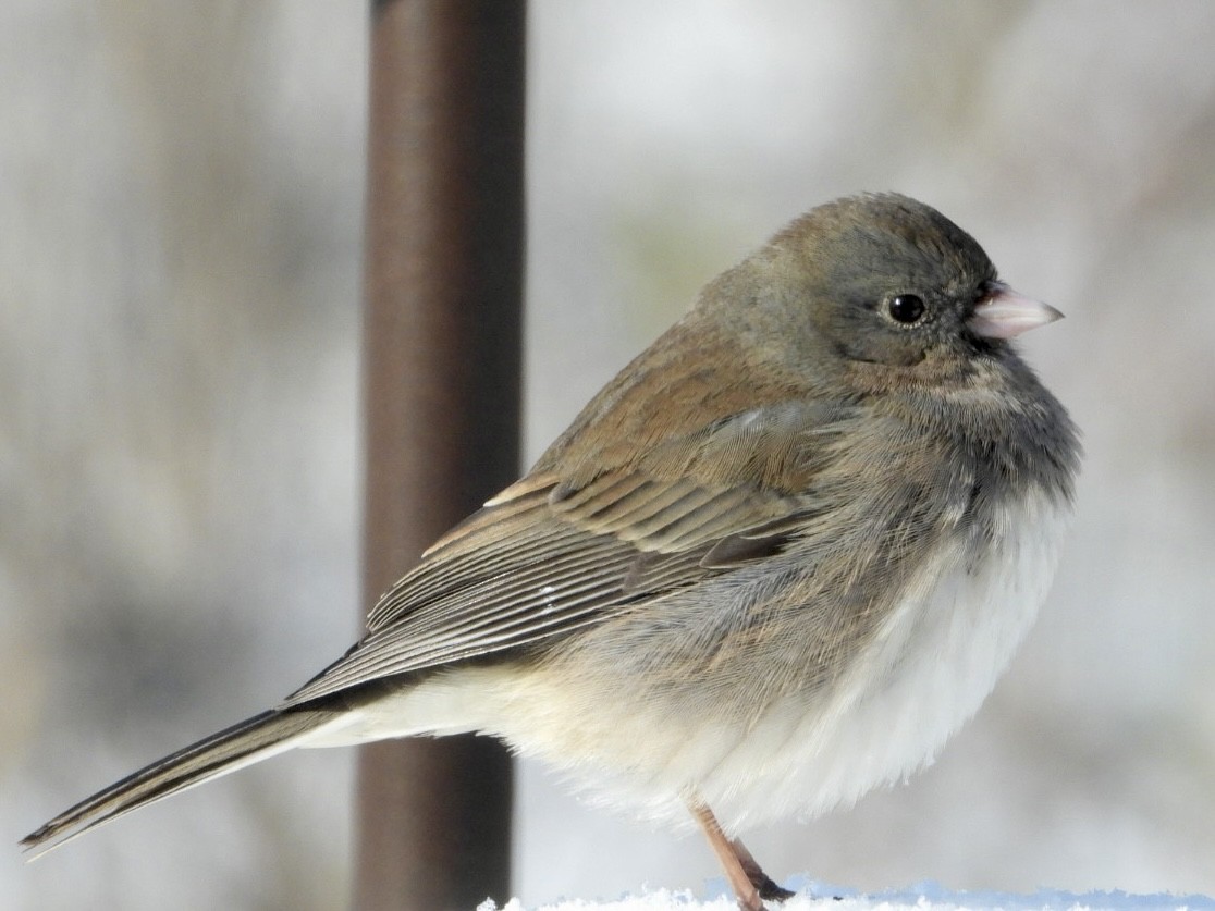Dark-eyed Junco - ML646996525