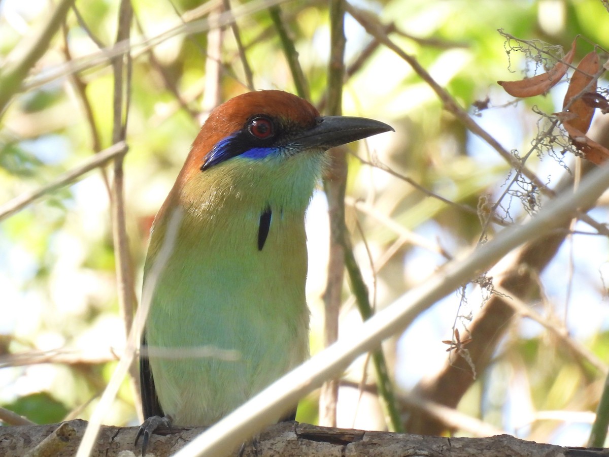 Russet-crowned Motmot - ML646996530