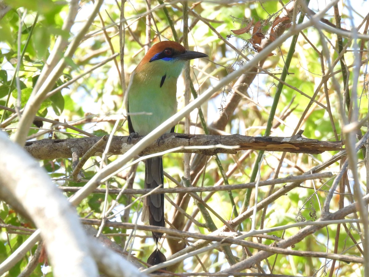 Russet-crowned Motmot - ML646996531