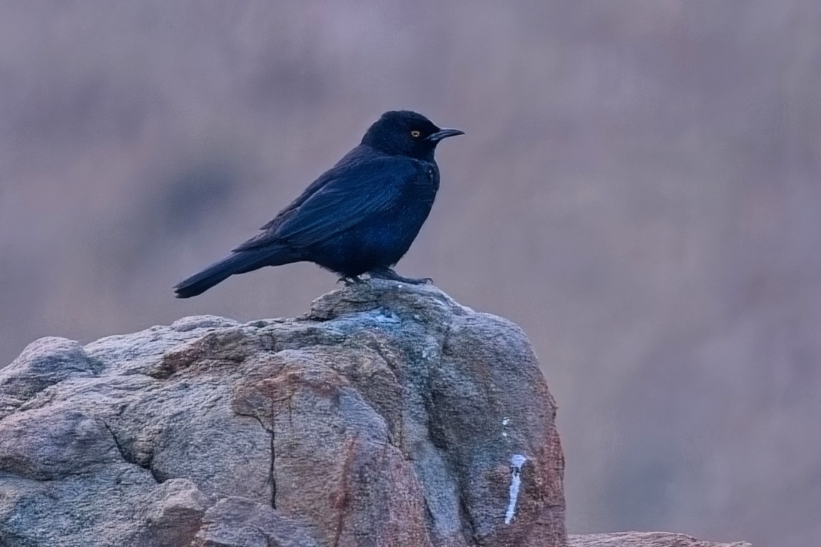 Бледнокрылый скворец - ML646996532