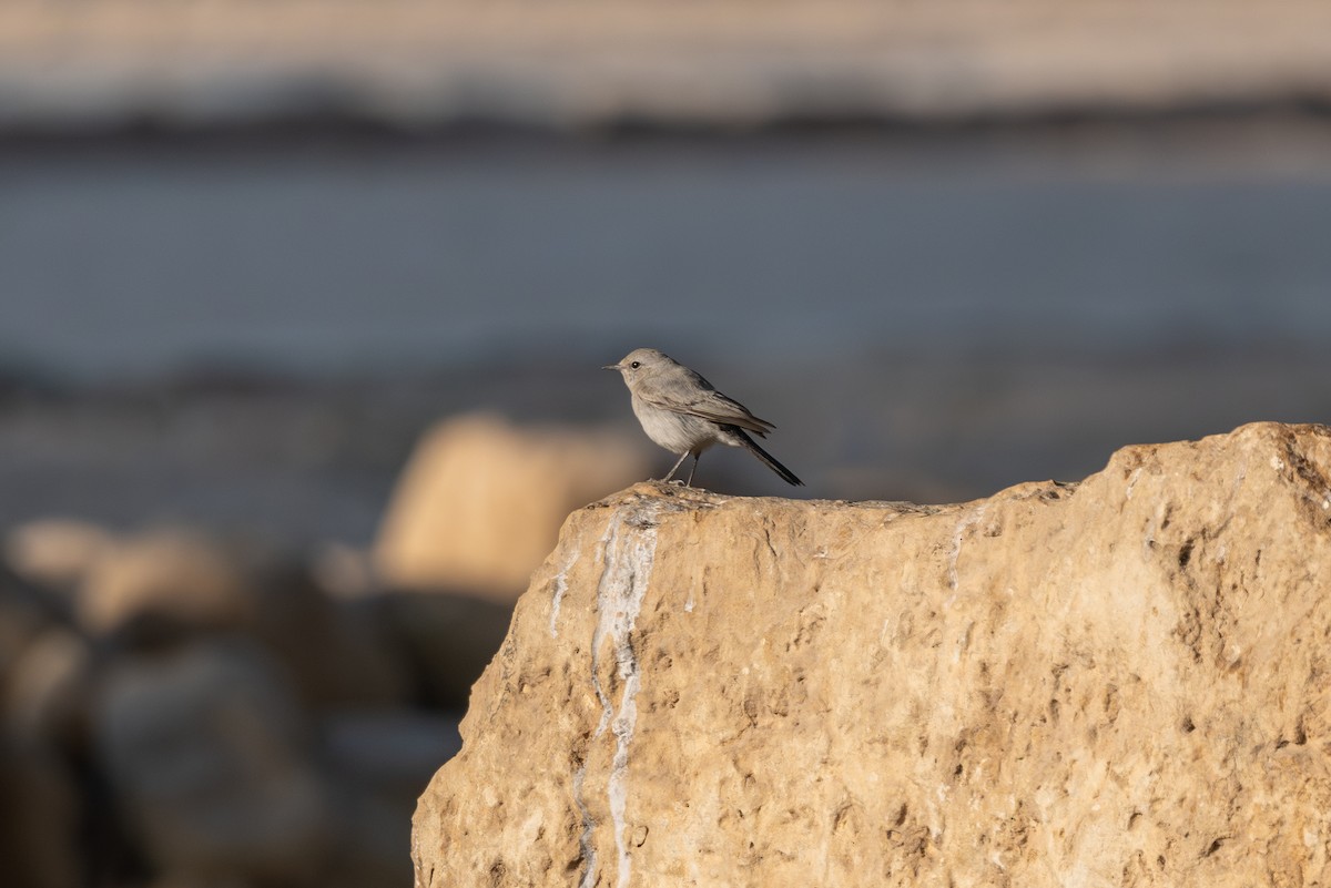 שחור זנב - ML646996539