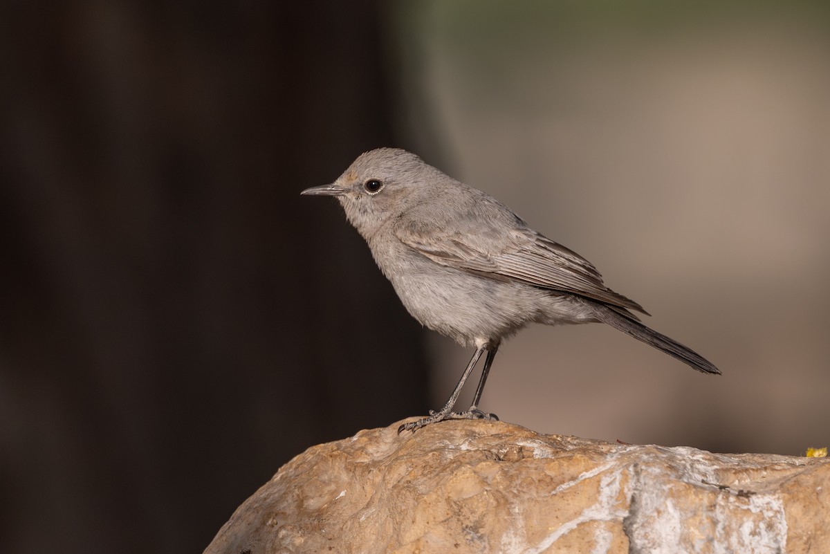 שחור זנב - ML646996541
