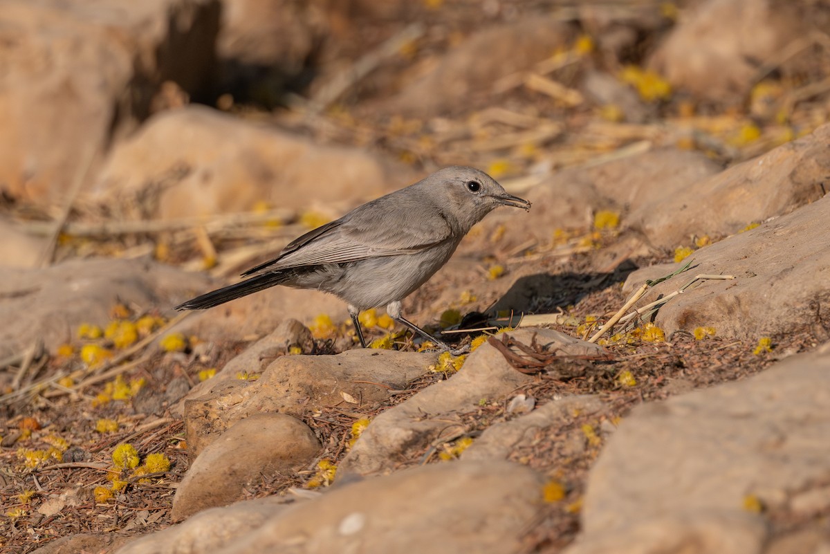 שחור זנב - ML646996542