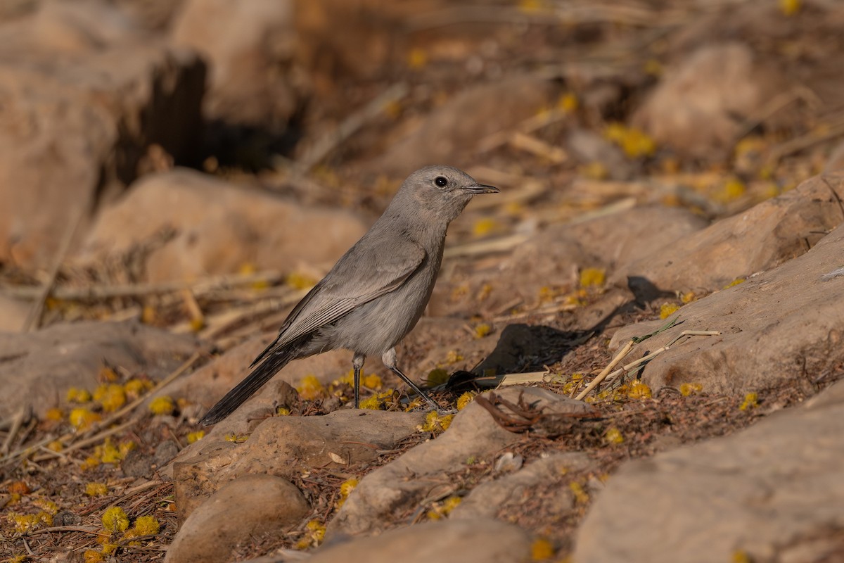 שחור זנב - ML646996543