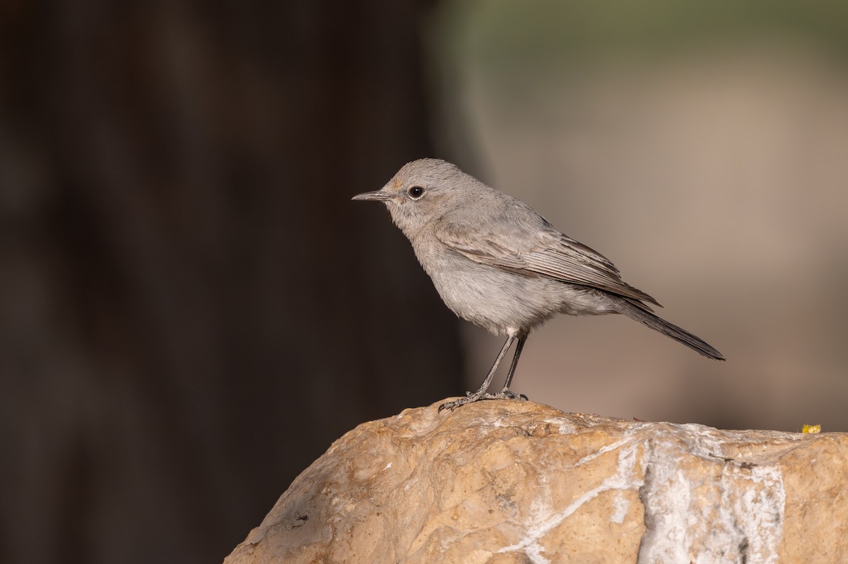 שחור זנב - ML646996544