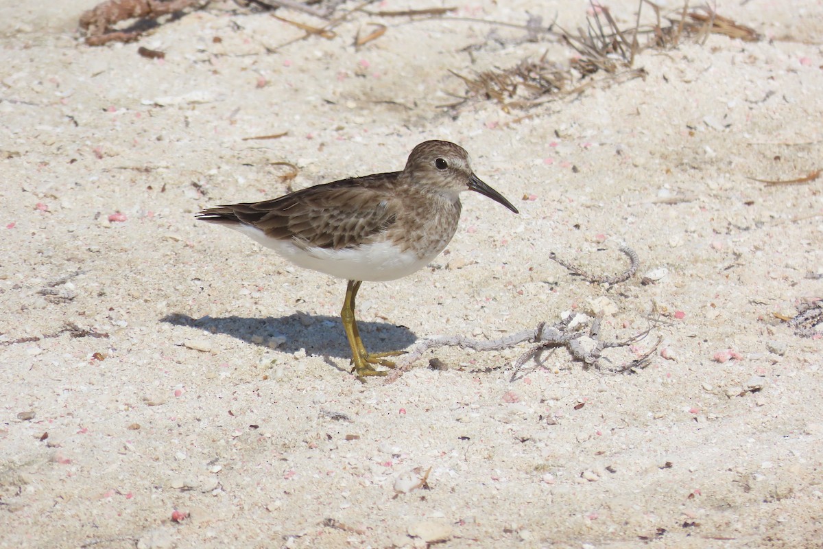 Correlimos Menudillo - ML646996555