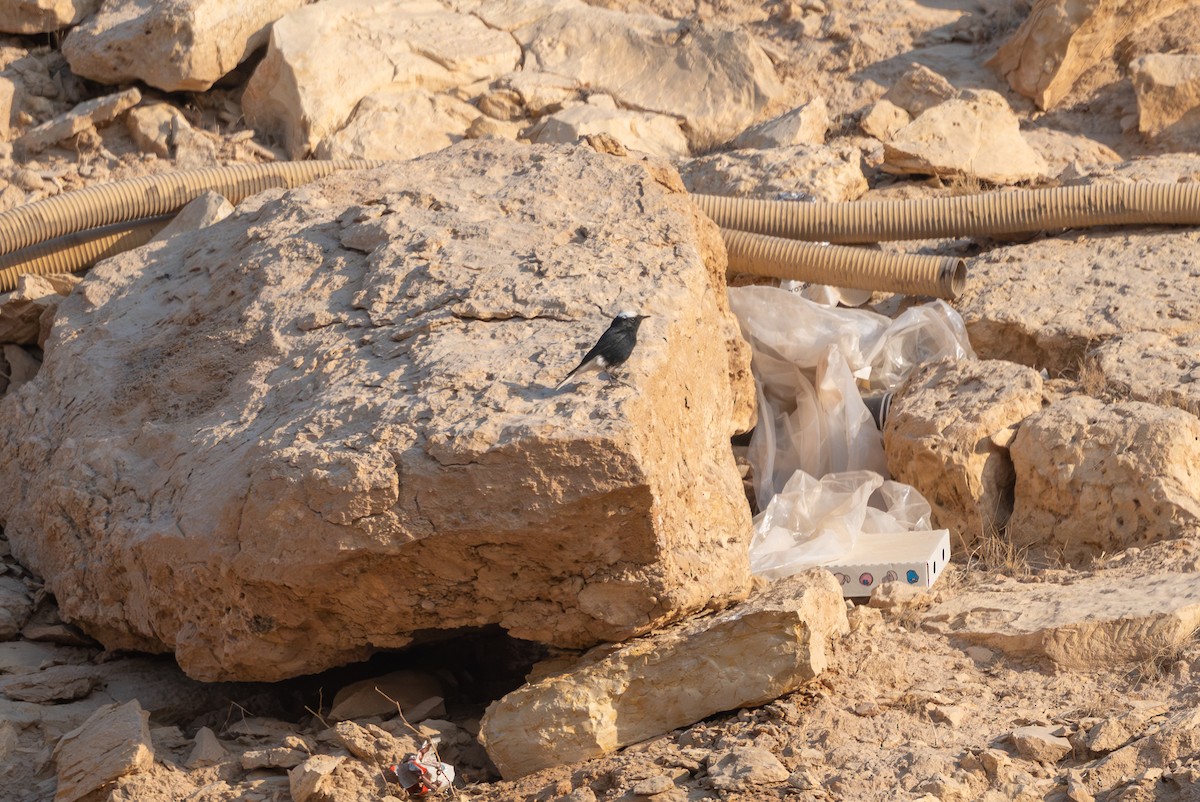 סלעית שחורת-בטן - ML646996556