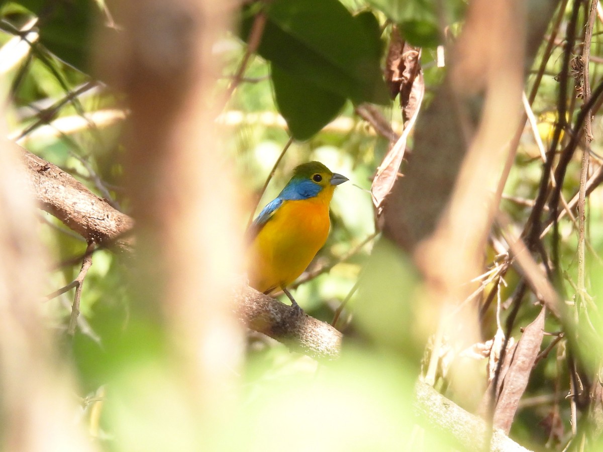 Orange-breasted Bunting - ML646996563