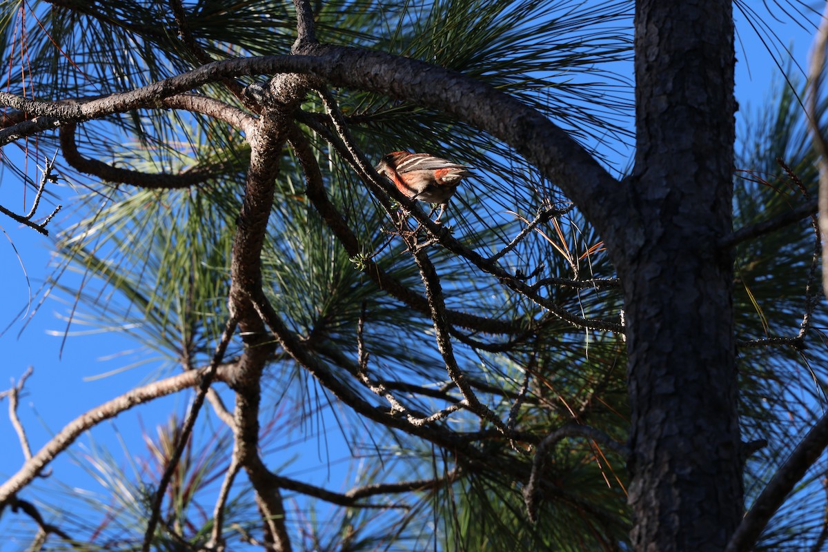 Piquituerto de la Española - ML646996571