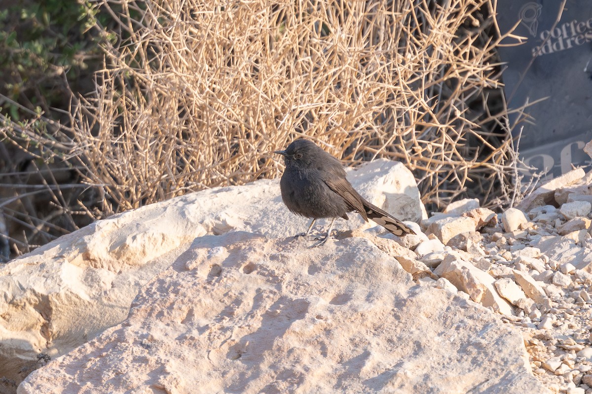 חמריה שחורה - ML646996573
