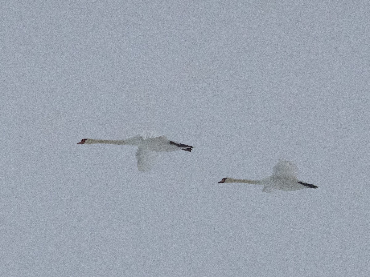 Cigno reale - ML646996575