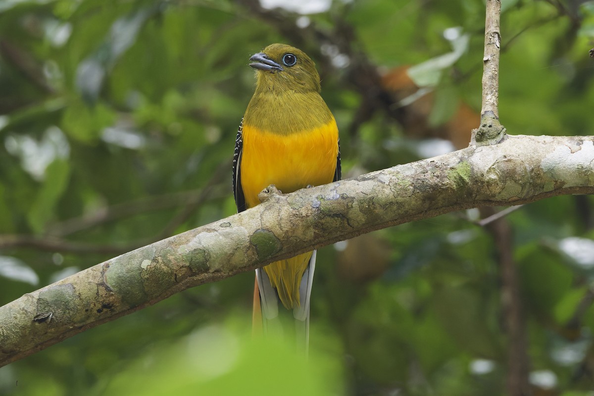 Orange-breasted Trogon - ML646996576